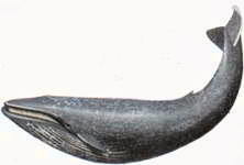 Из всех животных самые громкие звуки может издавать синий кит
